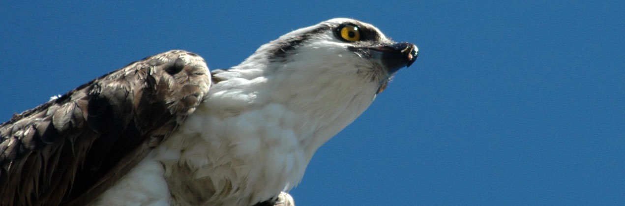 osprey bird florida