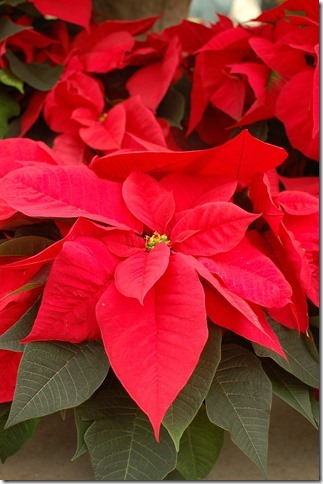 poinsettia-379895_1280[1]