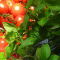 tomatoesbasil