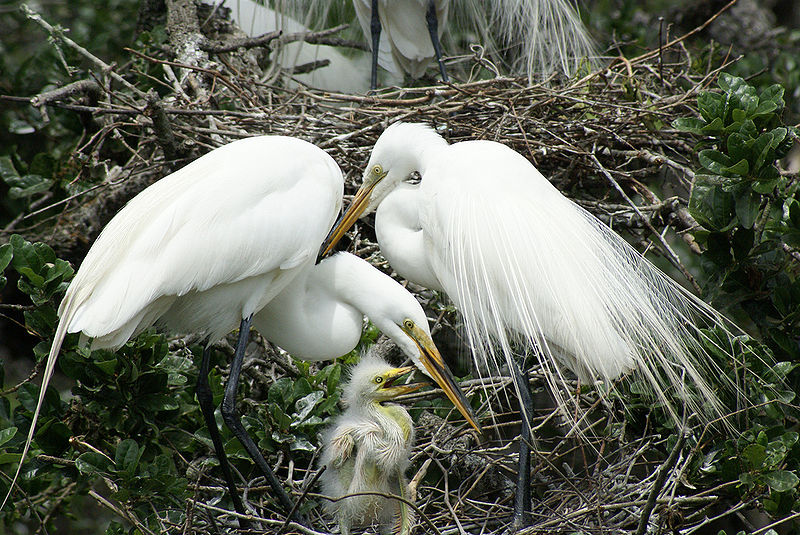 Egrets