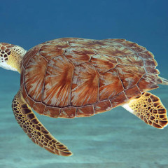 A Sea Turtle’s Soliloquy