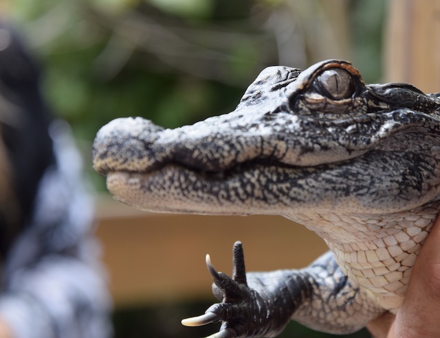 A young alligator in a rescue sanctuary, Miccosukee Tribal Village.