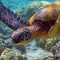 Gifts for animal lovers turtles