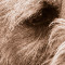 A Dog’s After Life