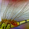 Gifts for animal lovers dragonflies