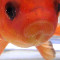 Fishbowl