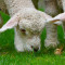 Gifts for Animal lovers  Lambs and Sheep