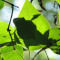 Houseplants