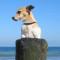 Bring your dog to Fort Lauderdale